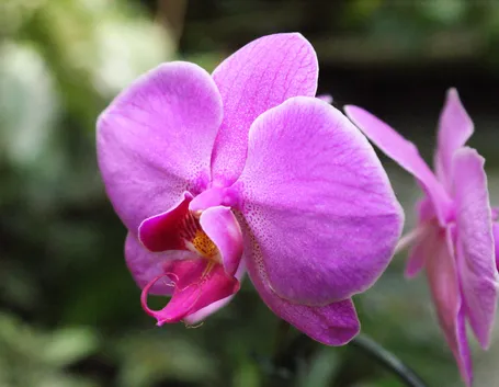 orchidea