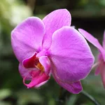 orchidea