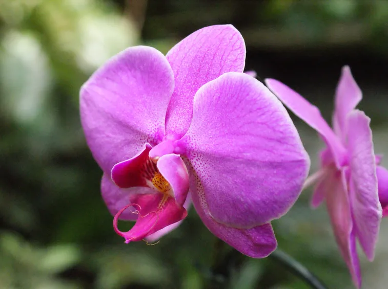 orchidea