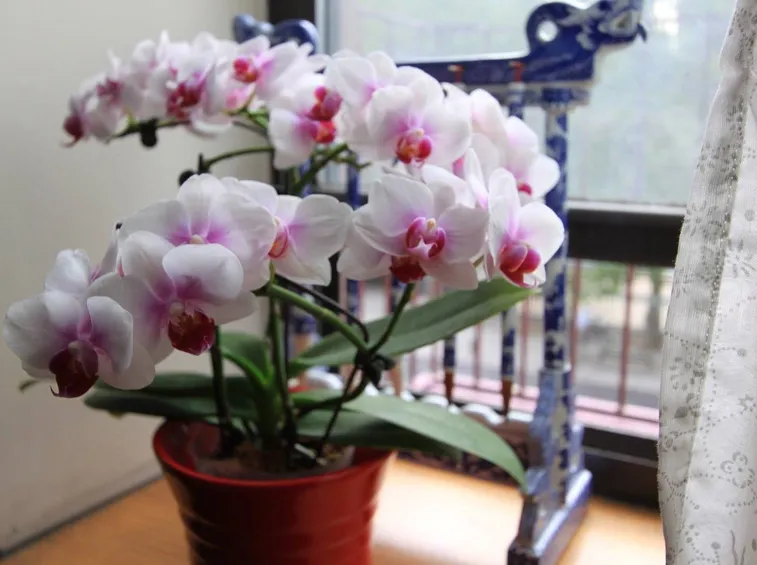 orchidea1