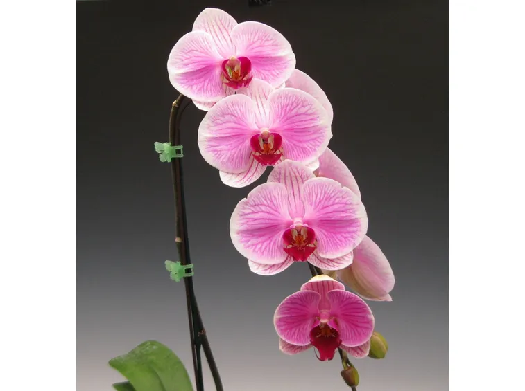 fioritura