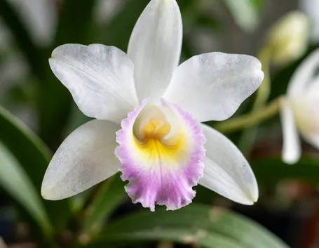 orchidea1