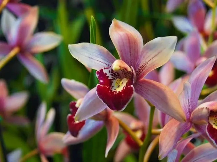 orchidea