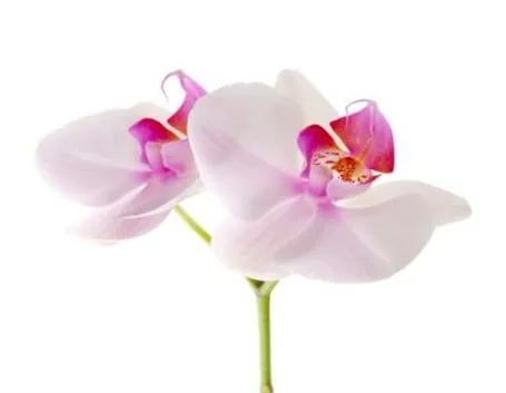 fiore orchidea
