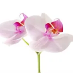 fiore orchidea
