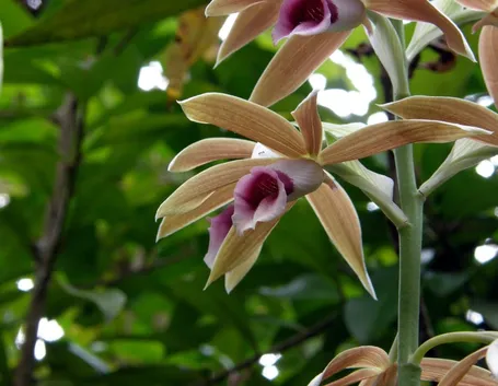 orchidee selvatiche 
