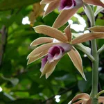 orchidee selvatiche 