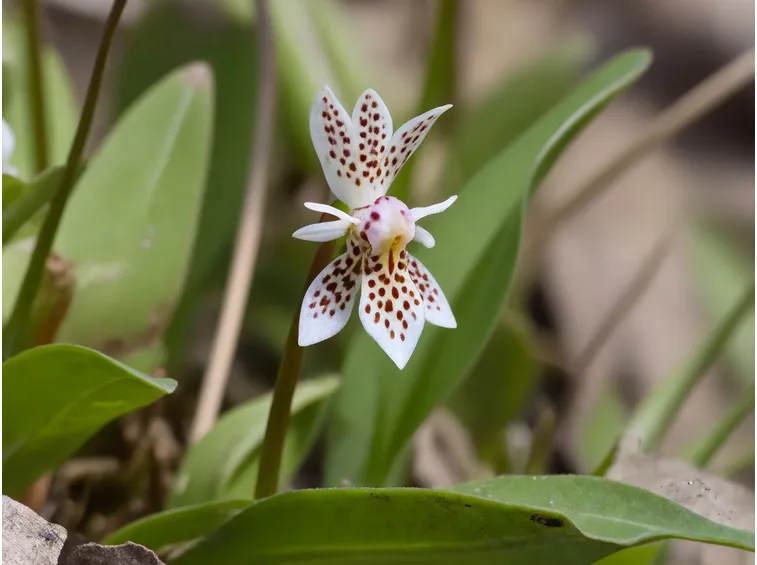 orchideacmaculata