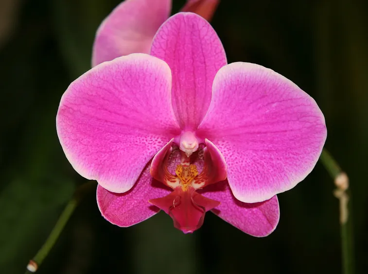 orchidea rosa