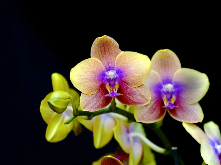 orchidee colorate