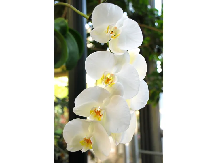 orchidea bianca
