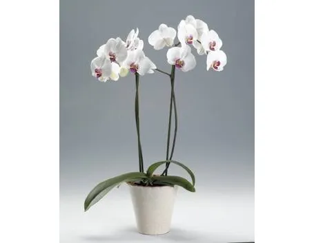 Orchidea bianca 