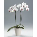 Orchidea bianca 