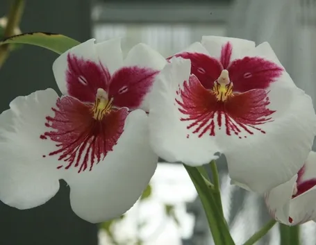 Orchidee rare 