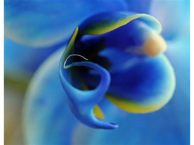 orchidea 
