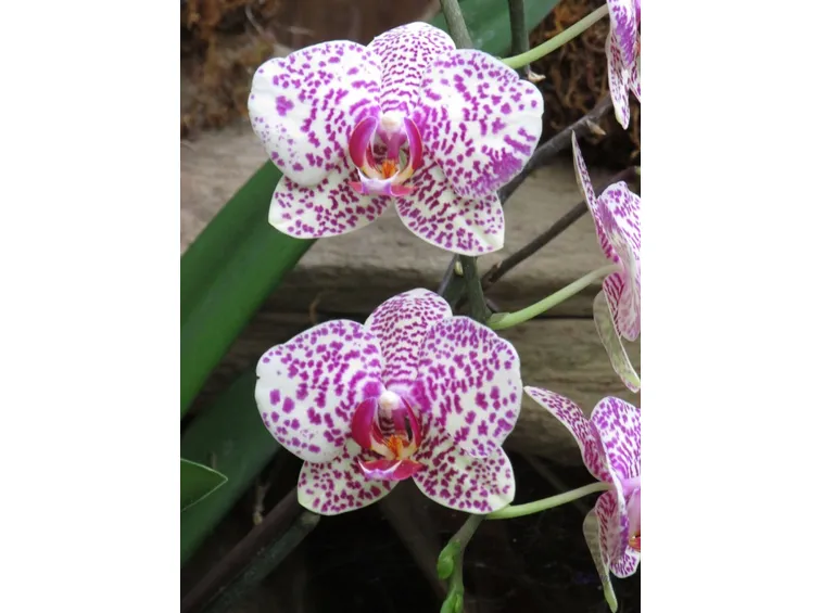 orchidea rara 
