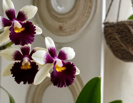 Orchidea Vanda