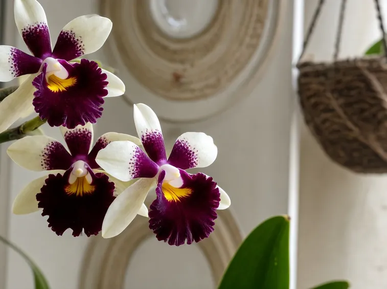 Orchidea Vanda