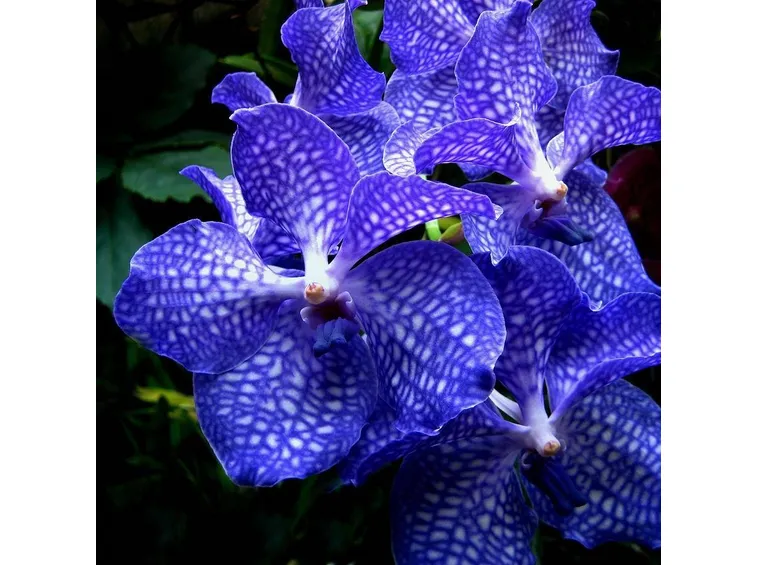 Orchidea Vanda blu