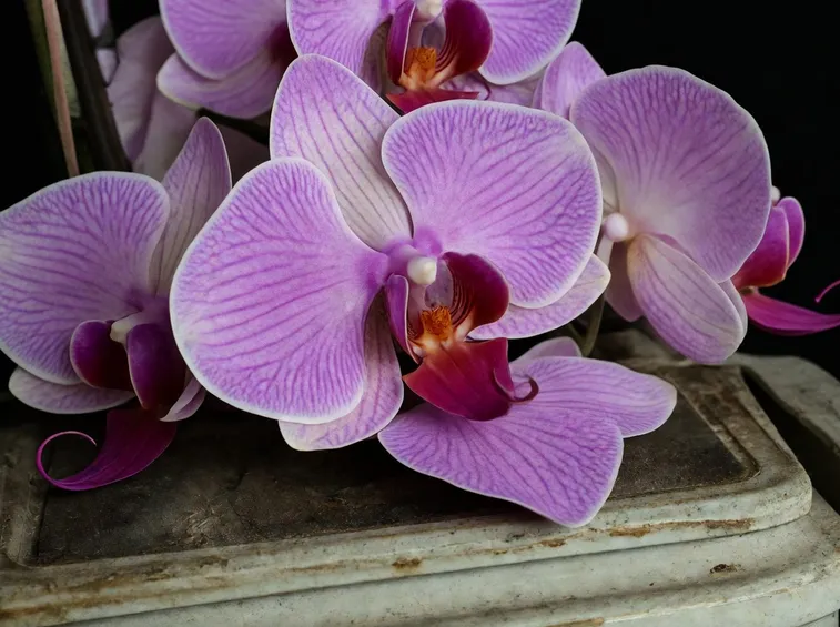 fiore orchidea dendrobium