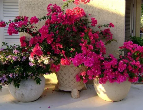 Fiori da vaso