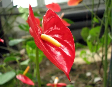anthurium