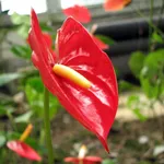 anthurium