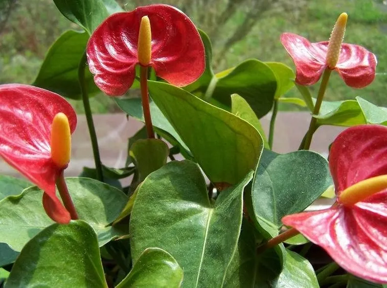 anthurium2