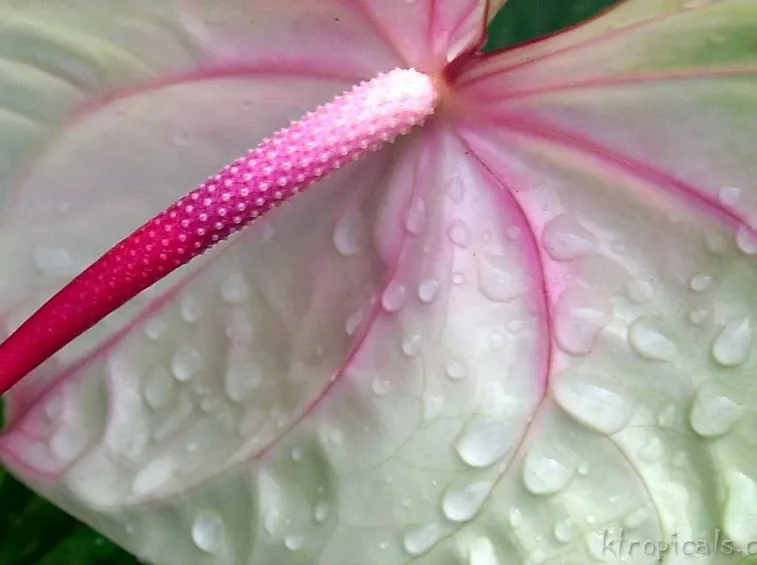 anthurium3