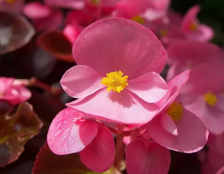 begonia1