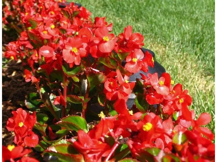 begonia2