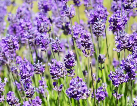 Lavanda