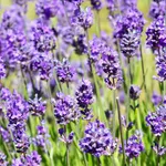 Lavanda