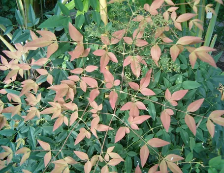 La nandina domestica