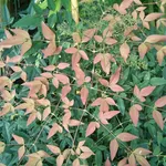 La nandina domestica