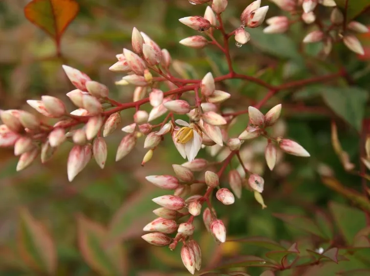 La nandina non necessita di particolari interventi