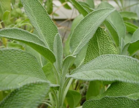 Cesto di salvia officinalis