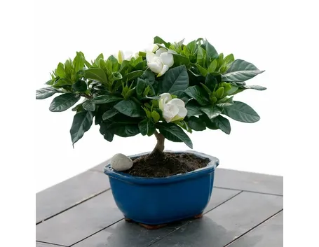 Bonsai di gardenia