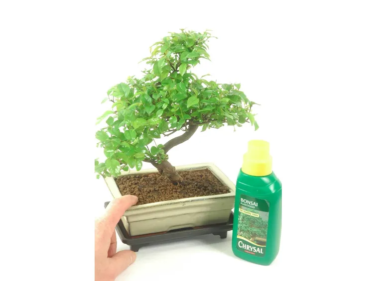 Concimazione del bonsai di gardenia
