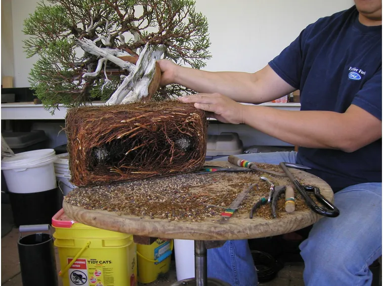 Vaso più grande per il bonsai
