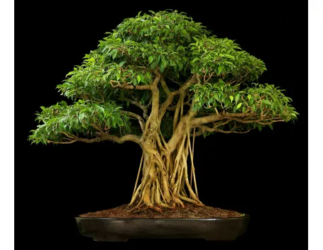 Bonsai ficus benjamin