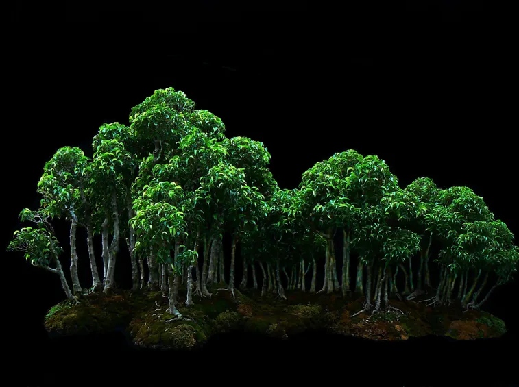 bonsai di ficus
