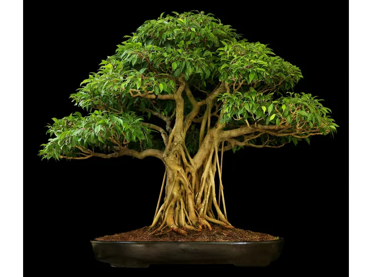 Bonsai ficus benjamin