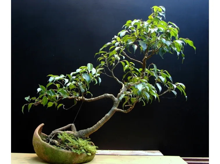 ficus benjamin bonsai