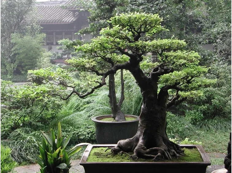 bonsai ficus benjamin