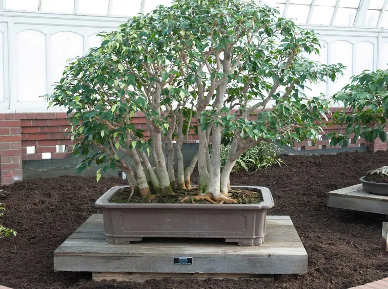 Bonsai d ficus benjamin 