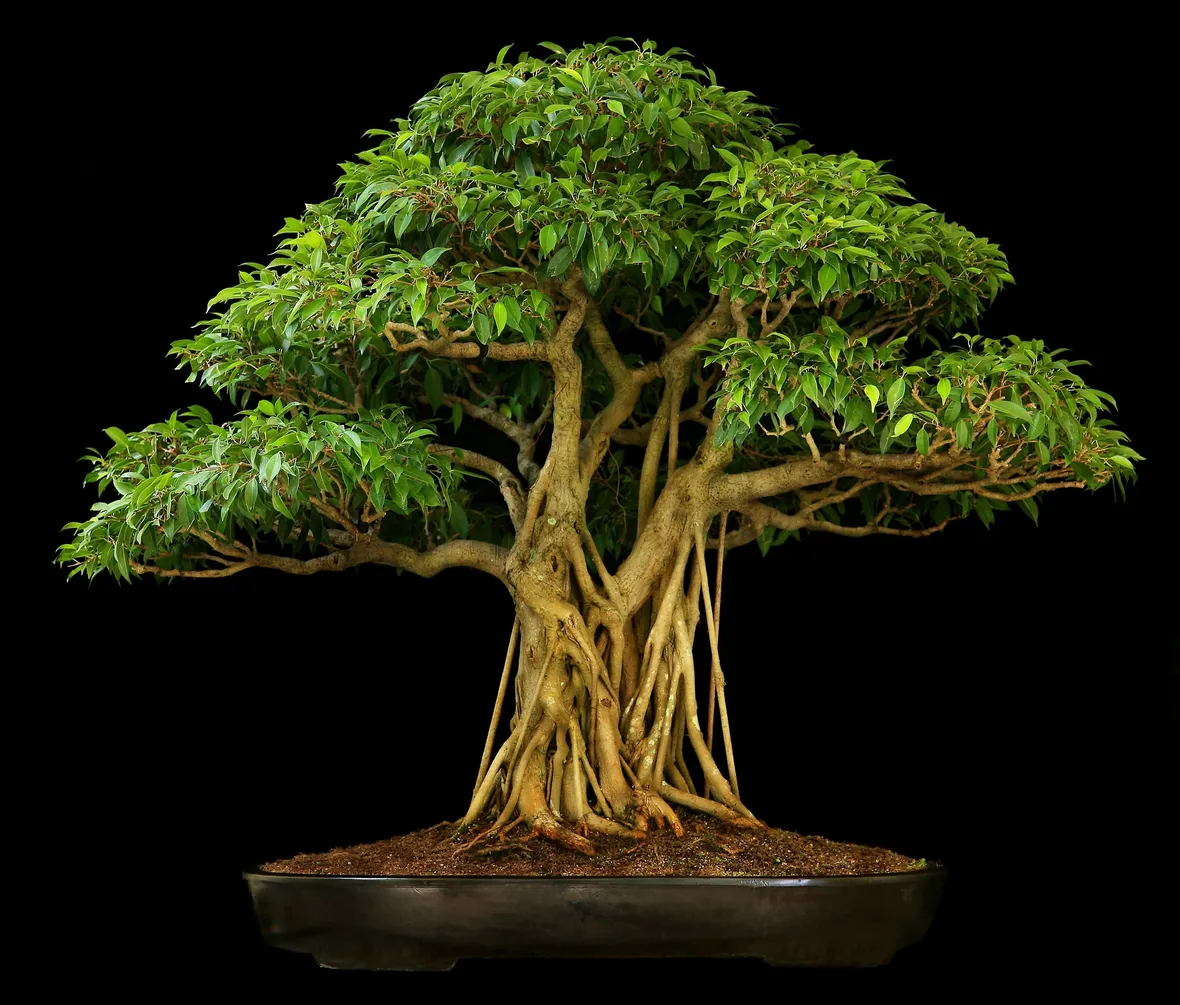 Bonsai ficus benjamin