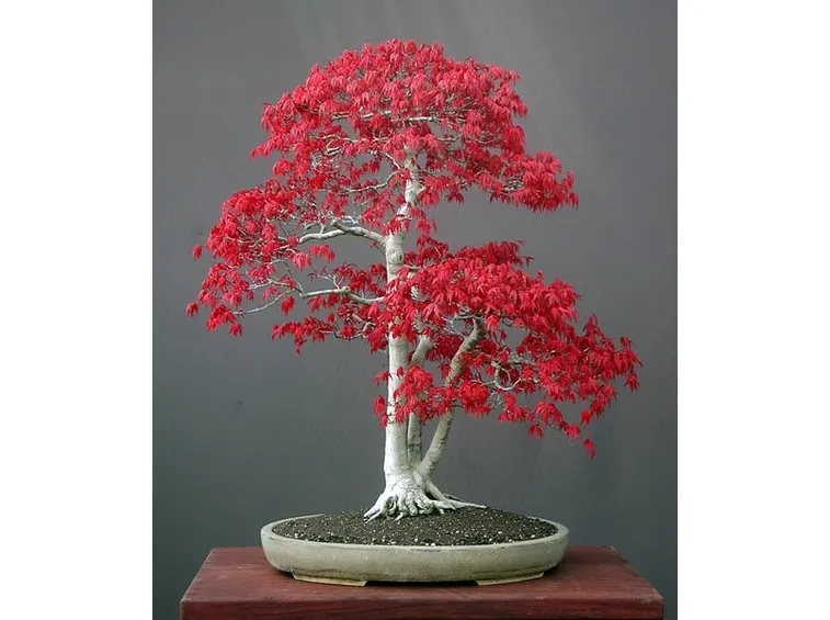 bonsai rosso 