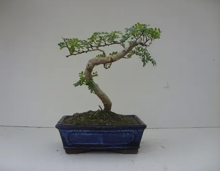 bonsai albero di pepe 