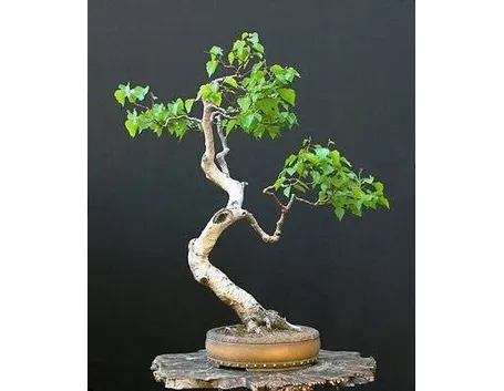 bonsai betulla